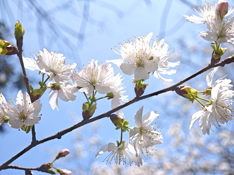 Prunus schneideriana photo 5