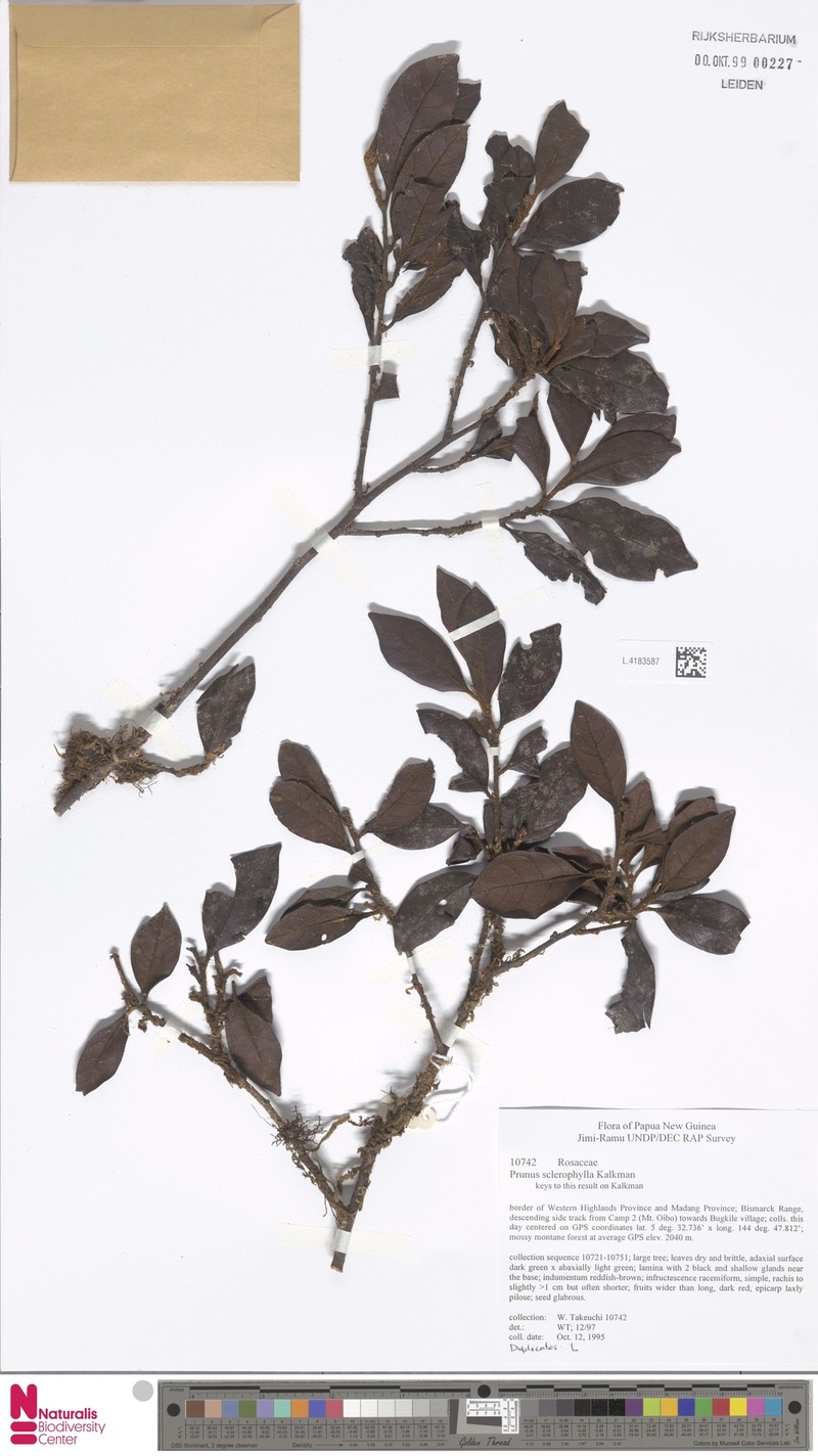 Prunus sclerophylla