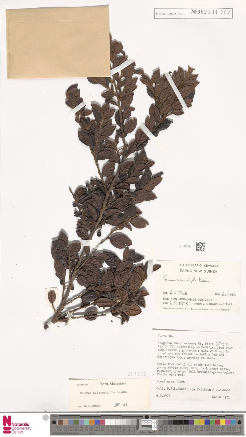 Prunus sclerophylla photo 2