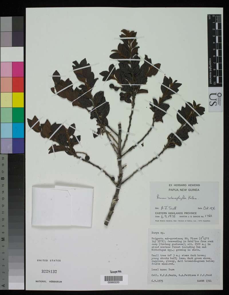Prunus sclerophylla photo 3