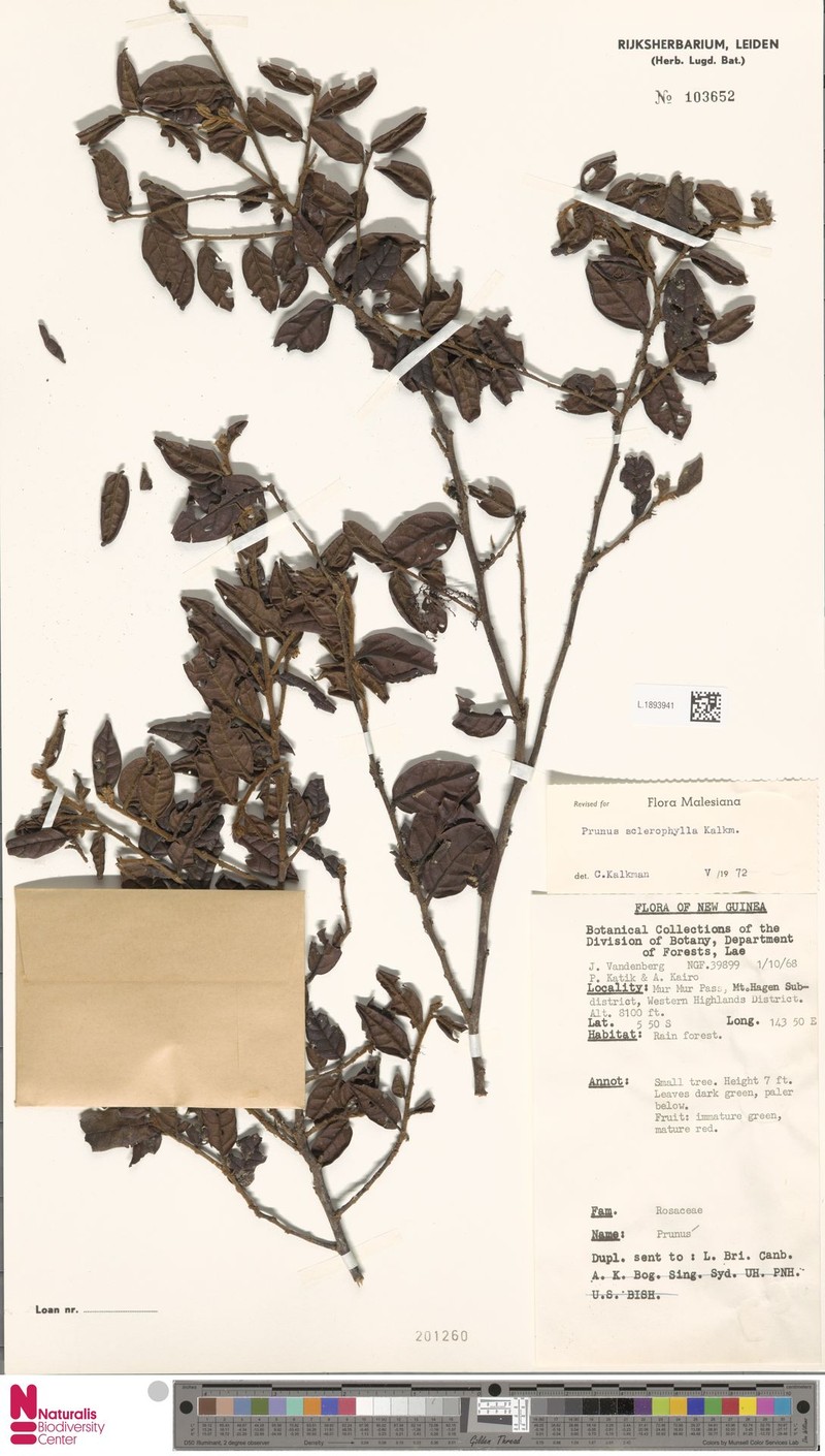 Prunus sclerophylla photo 4