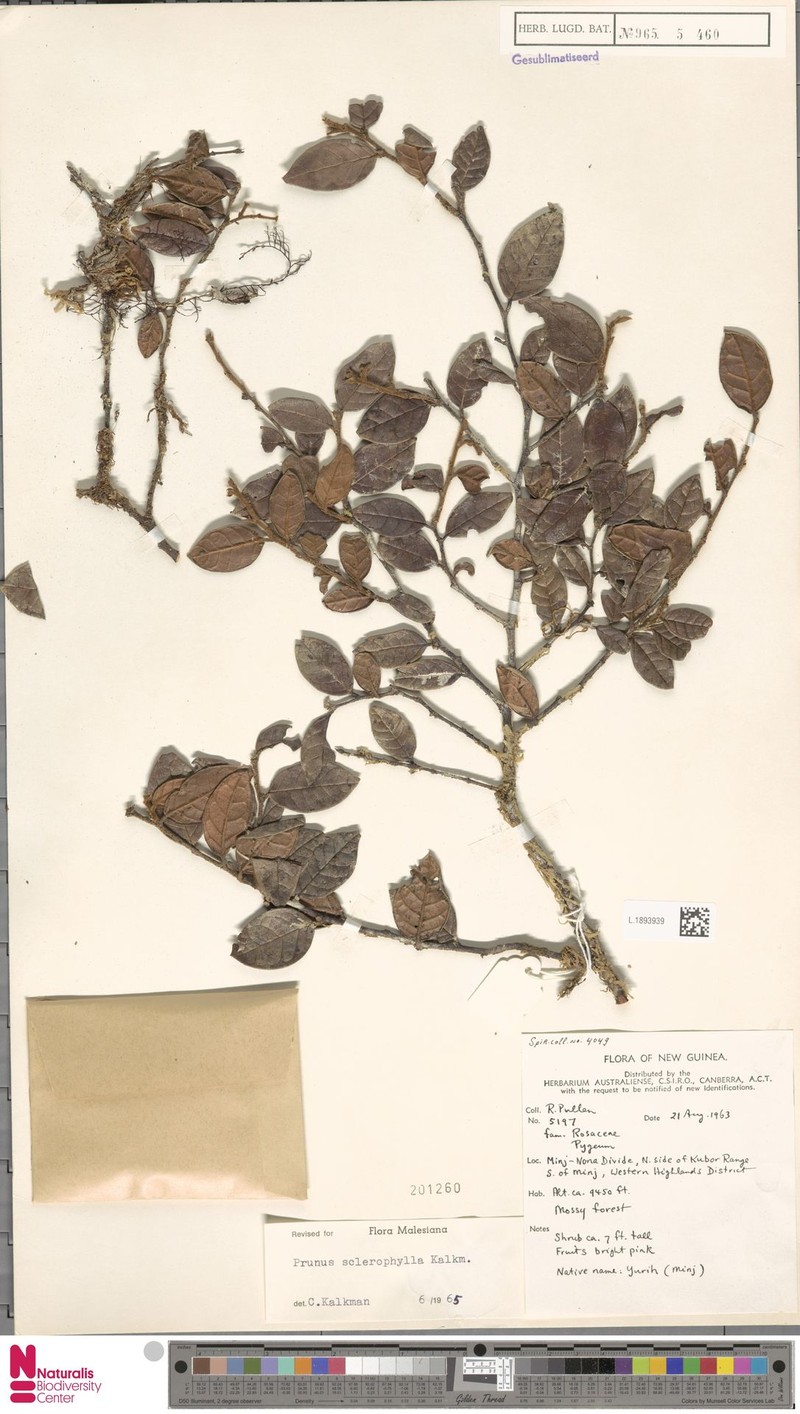Prunus sclerophylla photo 5