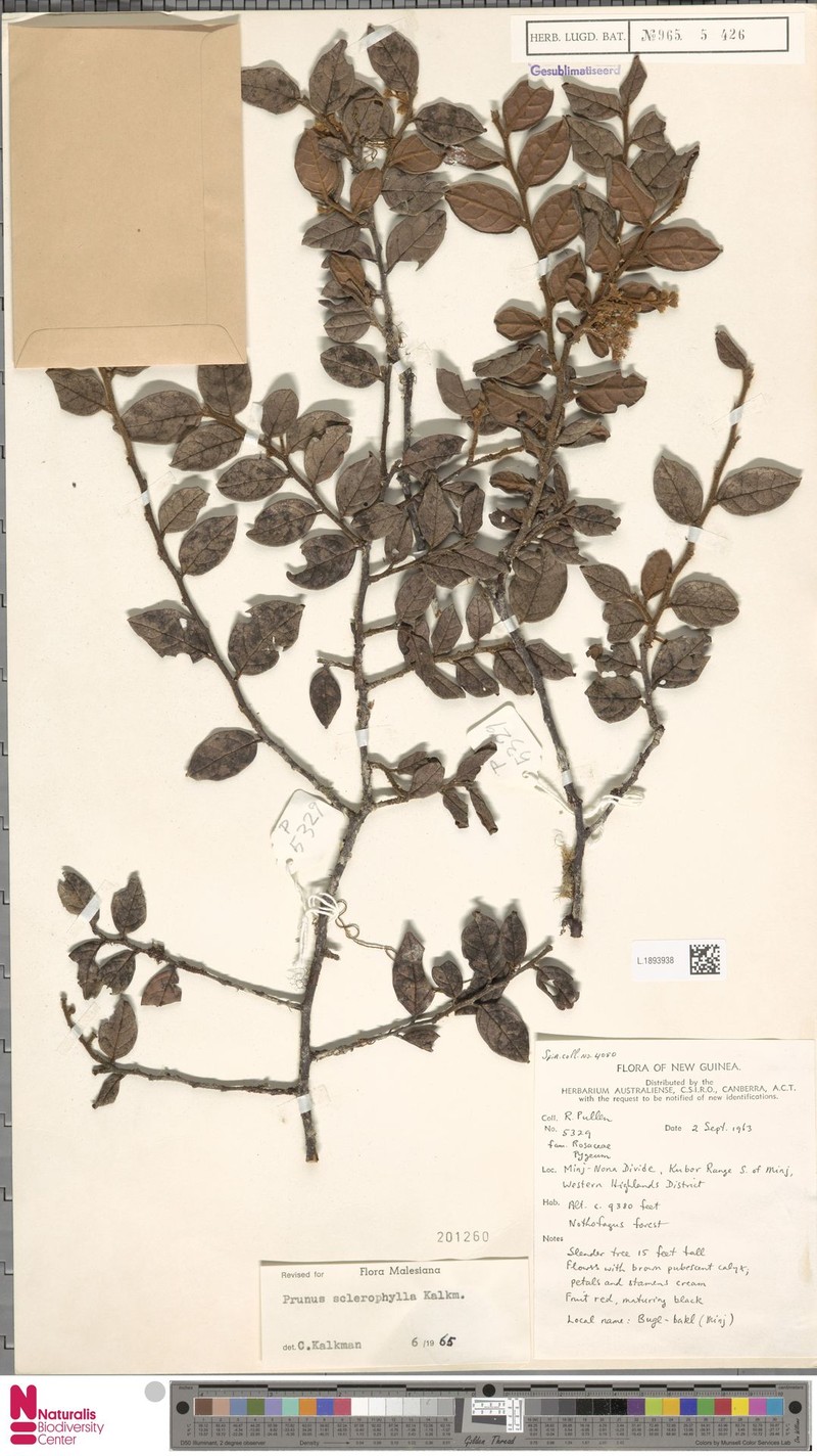 Prunus sclerophylla photo 6
