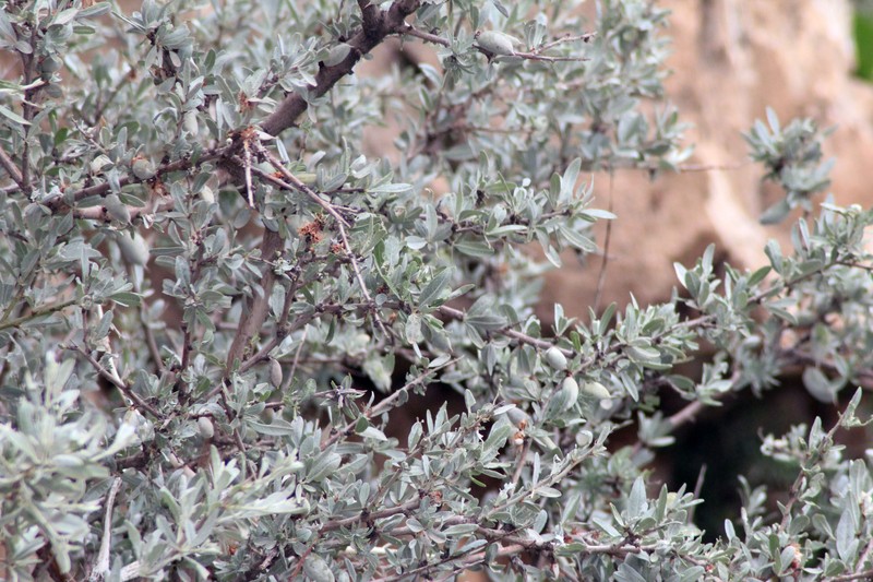 Prunus scoparia