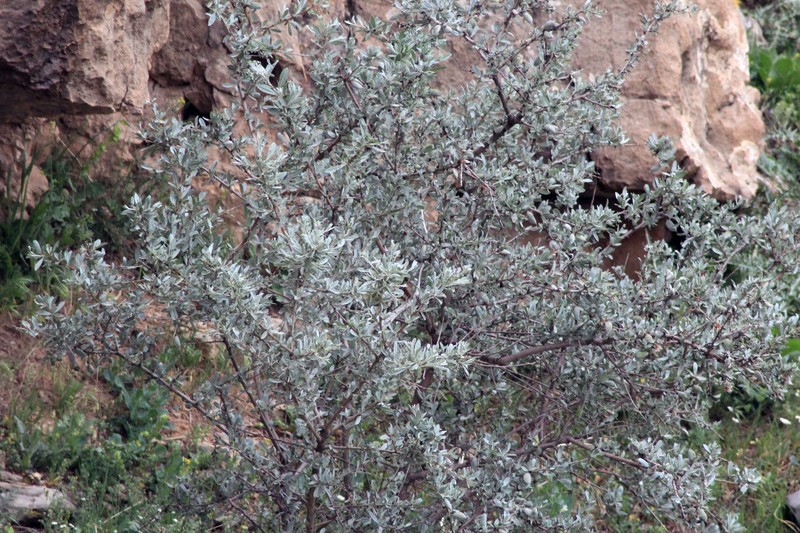 Prunus scoparia photo 3