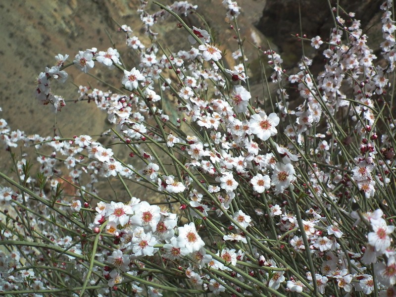Prunus scoparia photo 4