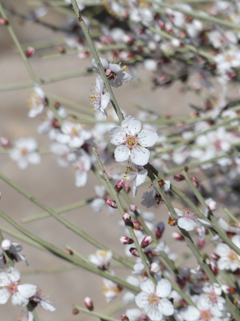 Prunus scoparia photo 7