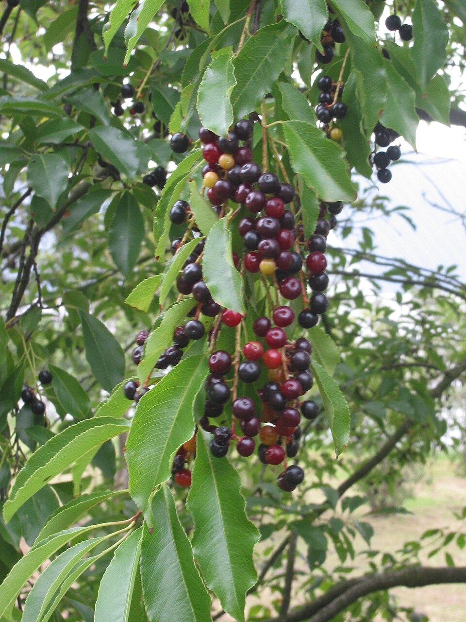 Black Cherry photo 3