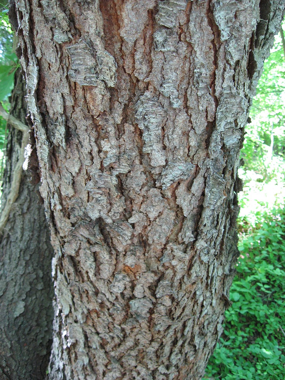 Black Cherry photo 7