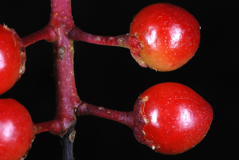 Black Cherry photo 6