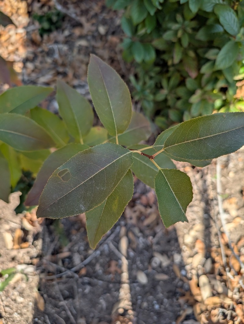 Prunus serotina var. eximia