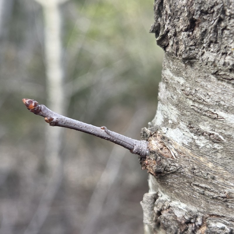 Prunus serotina var. eximia photo 2