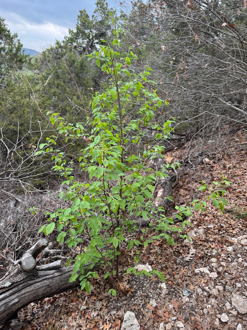Prunus serotina var. eximia photo 5