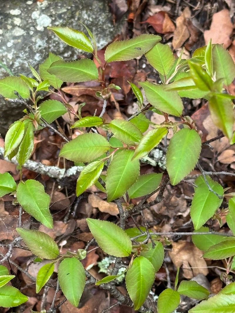Prunus serotina var. eximia photo 7