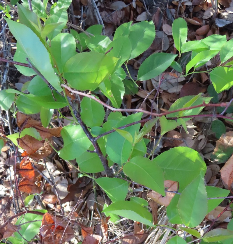 Prunus serotina var. eximia photo 8