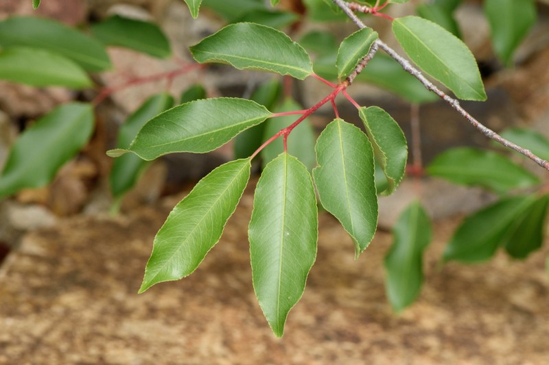 Prunus serotina var. rufula