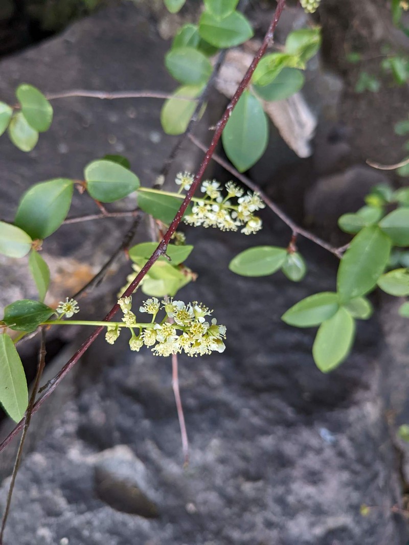Prunus serotina var. rufula photo 2