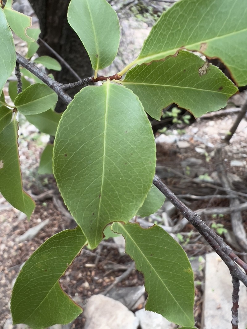 Prunus serotina var. rufula photo 3