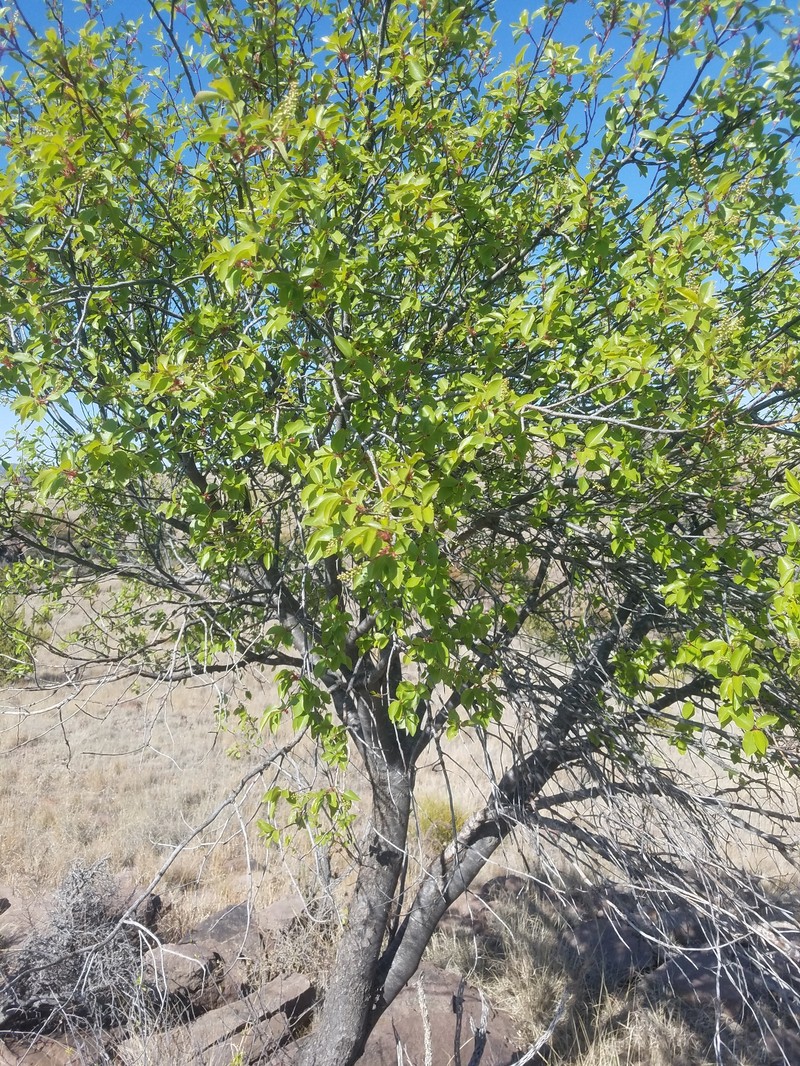 Prunus serotina var. rufula photo 4