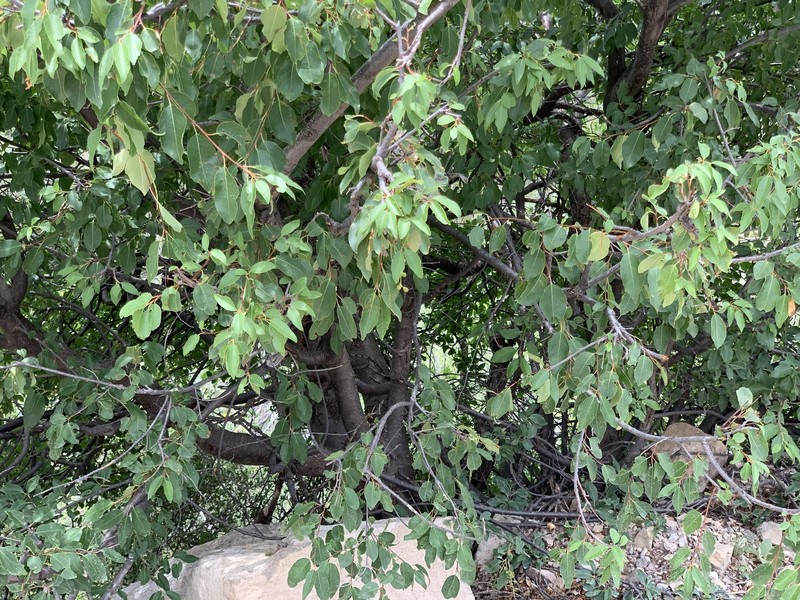 Prunus serotina var. rufula photo 5