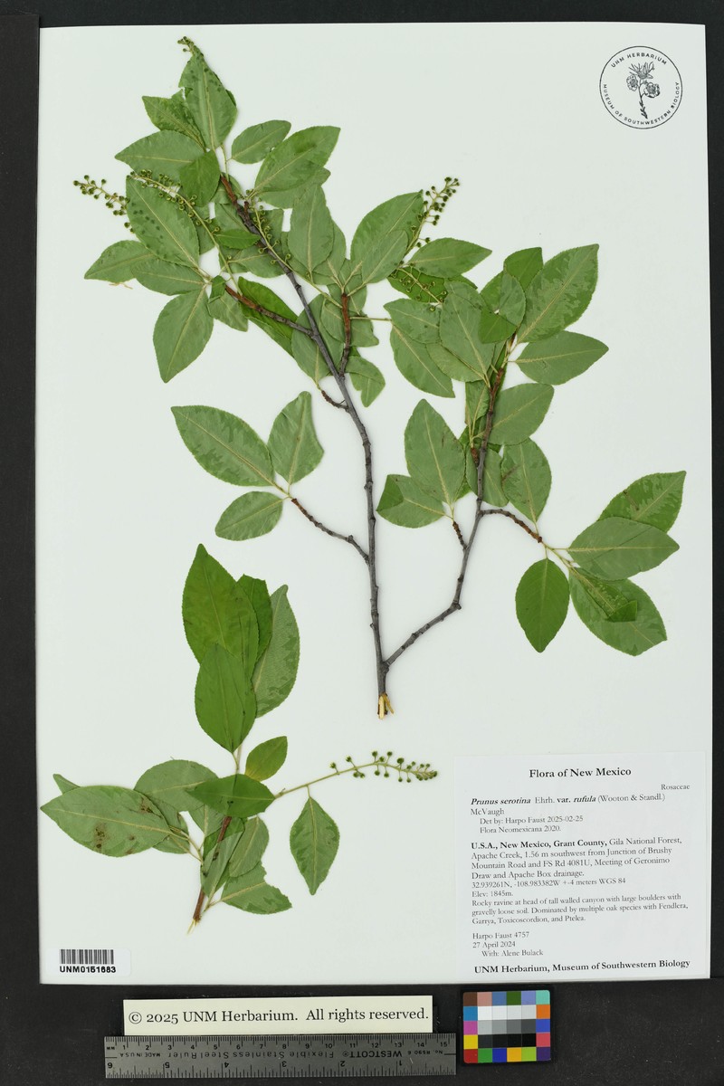Prunus serotina var. rufula photo 6