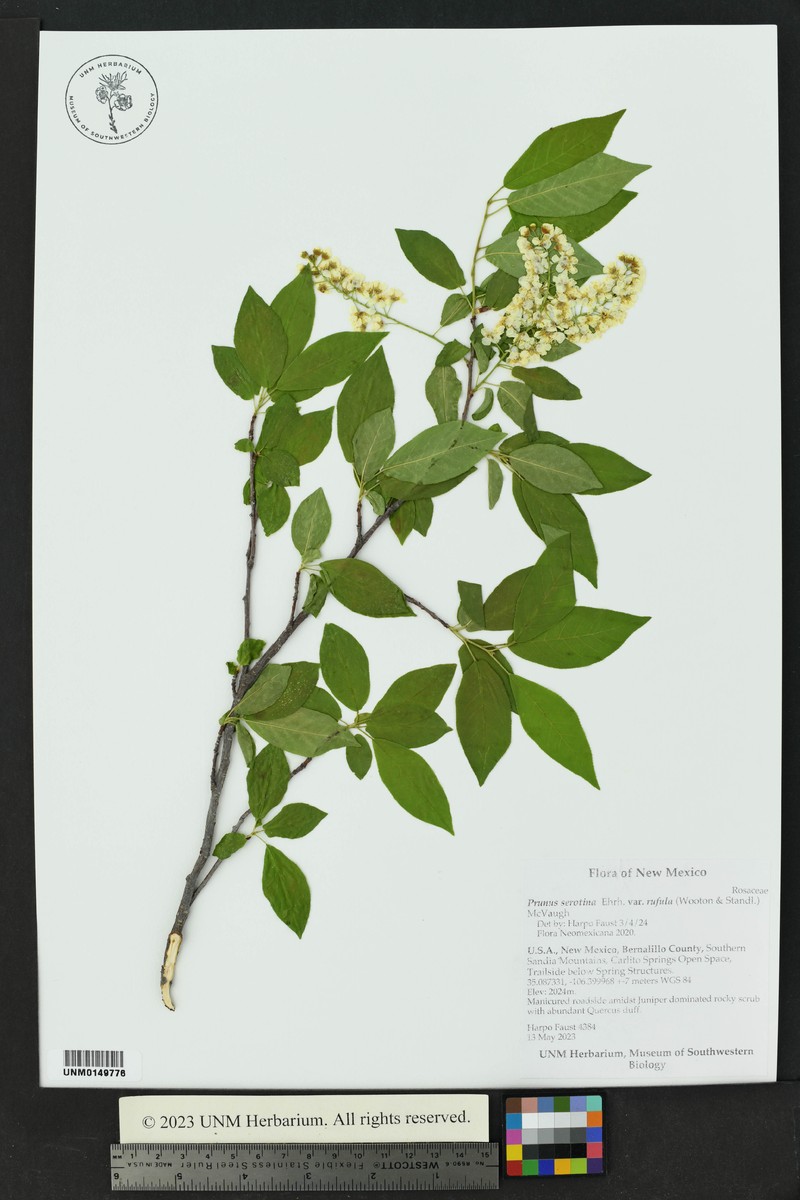 Prunus serotina var. rufula photo 7