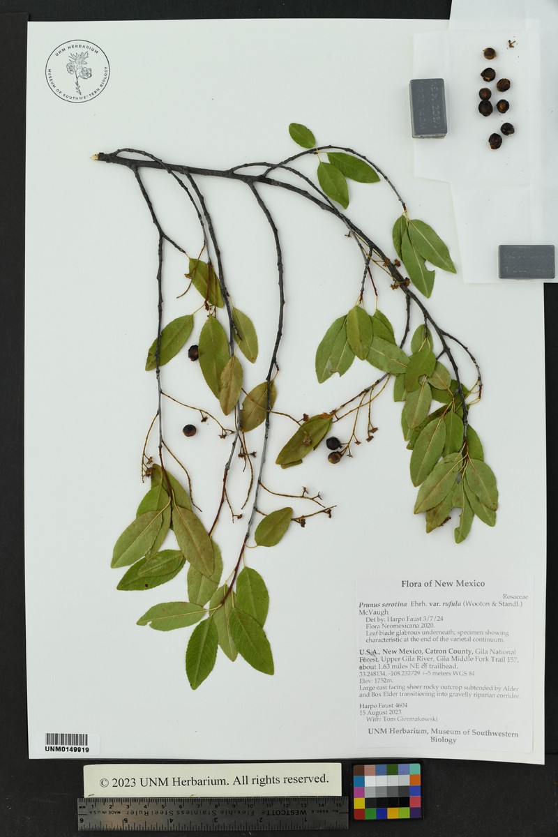 Prunus serotina var. rufula photo 8