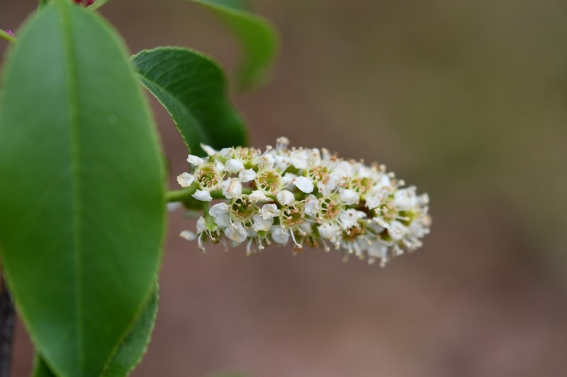 Prunus serotina var. salicifolia