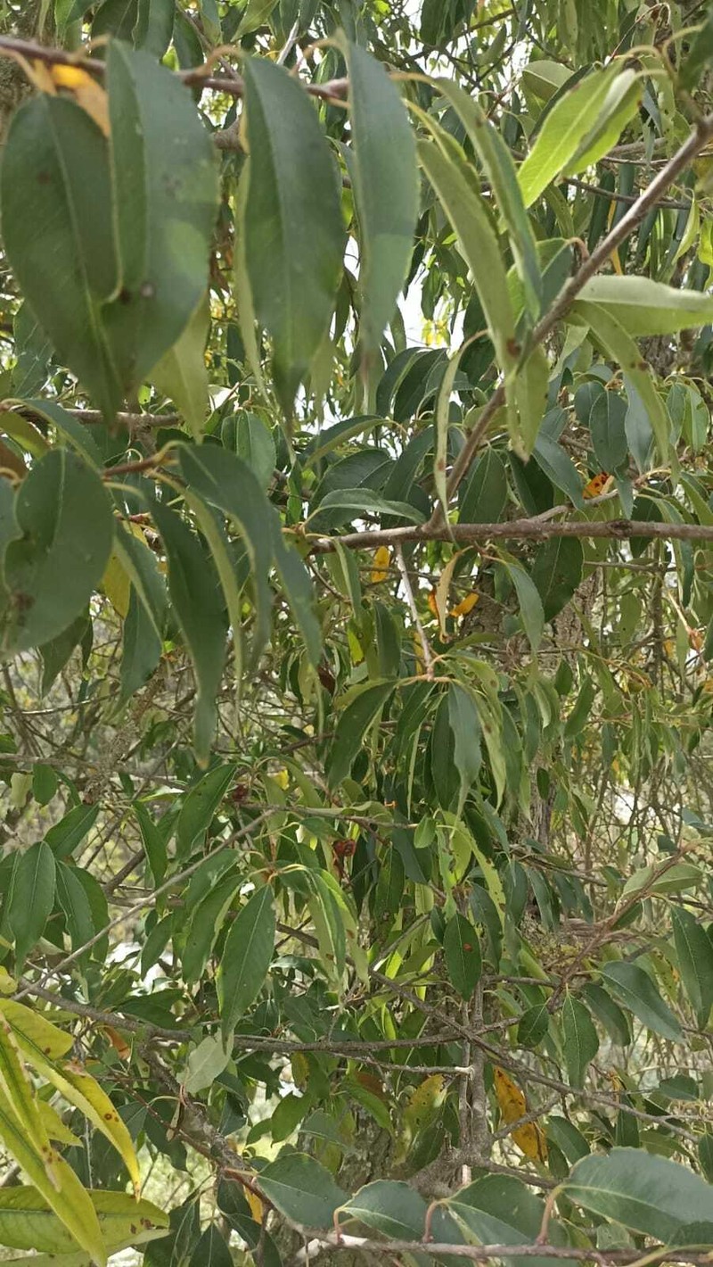 Prunus serotina var. salicifolia photo 2