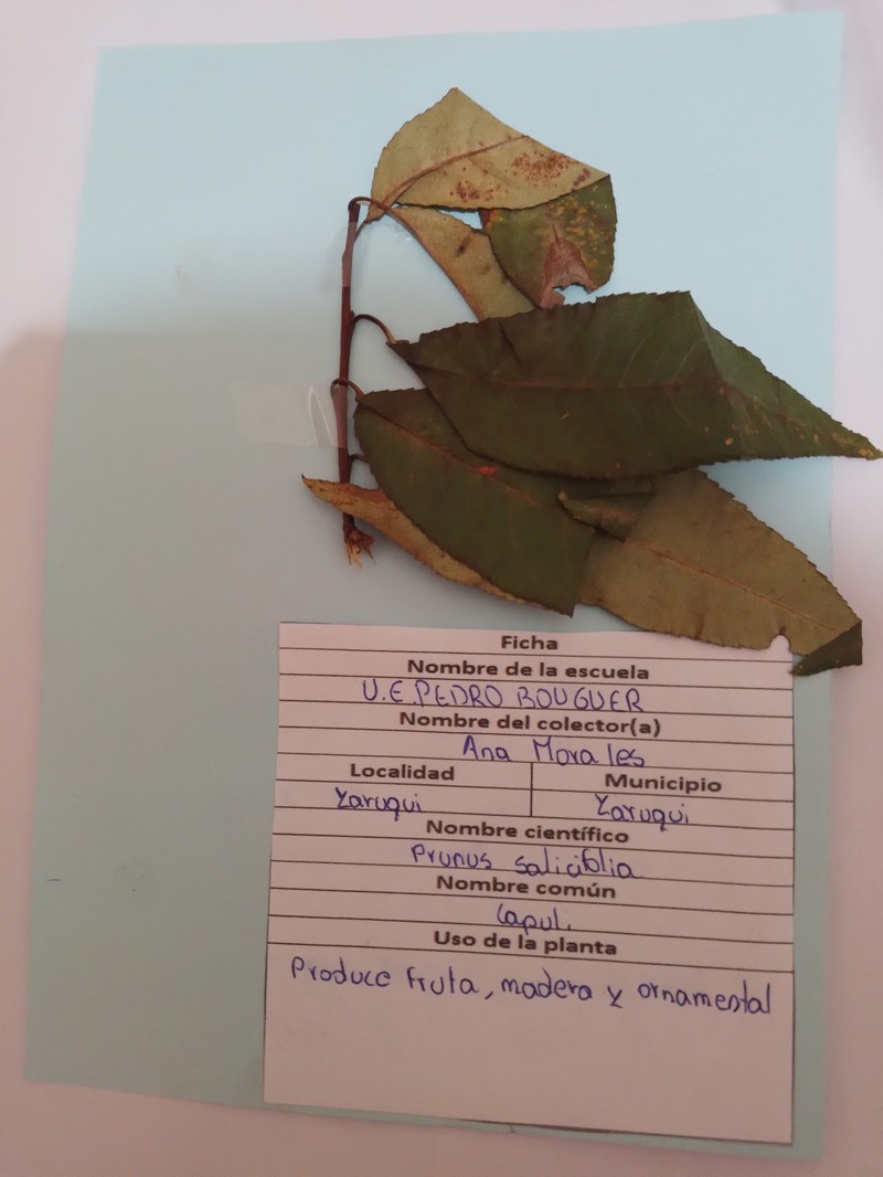Prunus serotina var. salicifolia photo 3