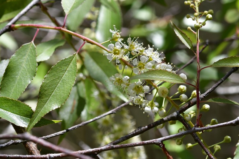 Prunus serotina var. salicifolia photo 4