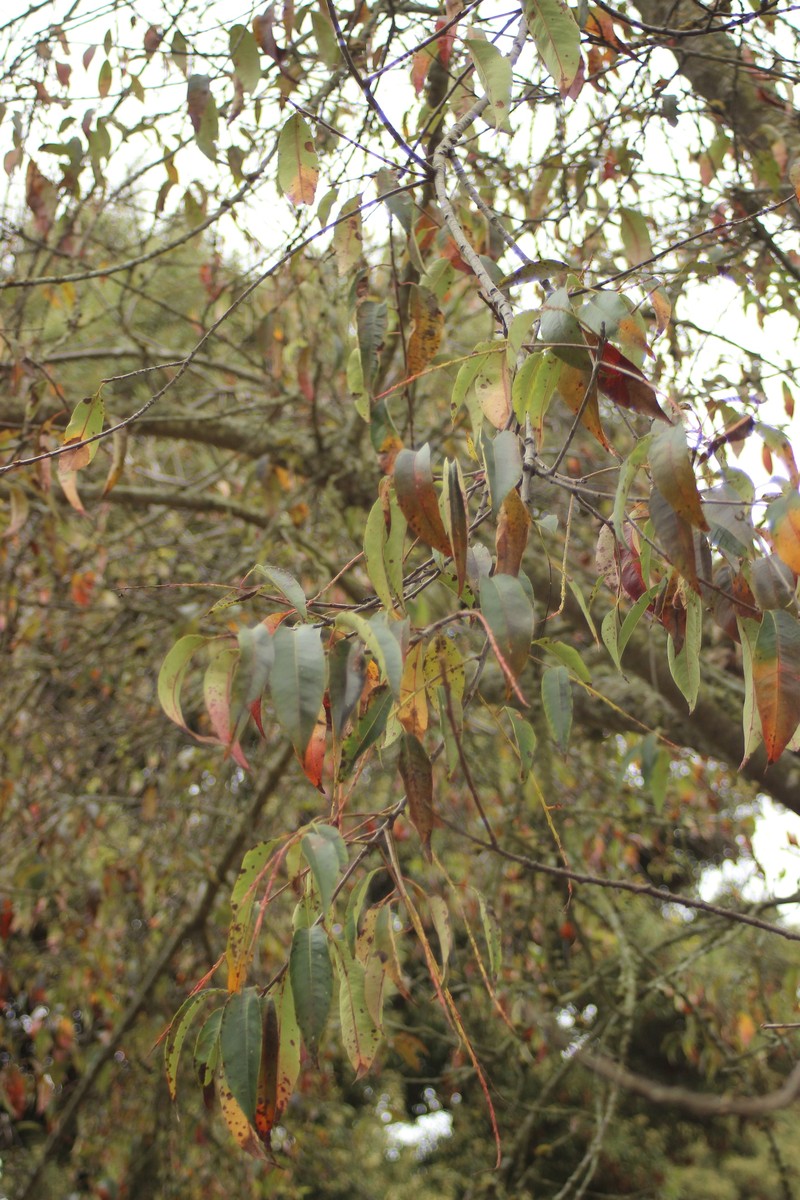 Prunus serotina var. salicifolia photo 5