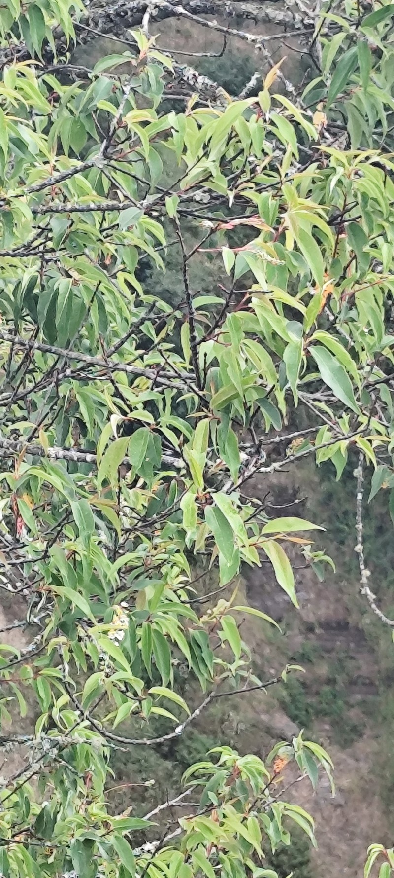 Prunus serotina var. salicifolia photo 6