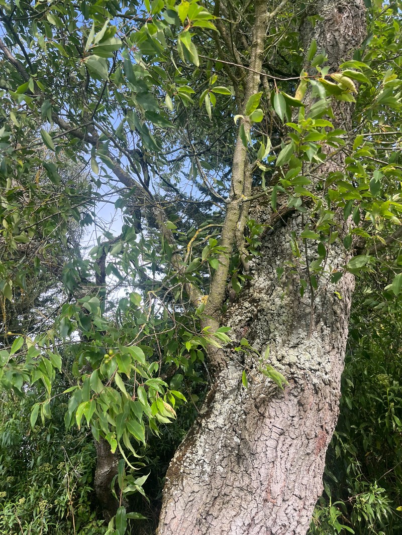 Prunus serotina var. salicifolia photo 7
