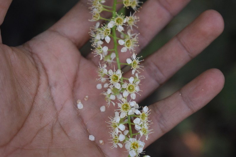 Prunus serotina var. salicifolia photo 8