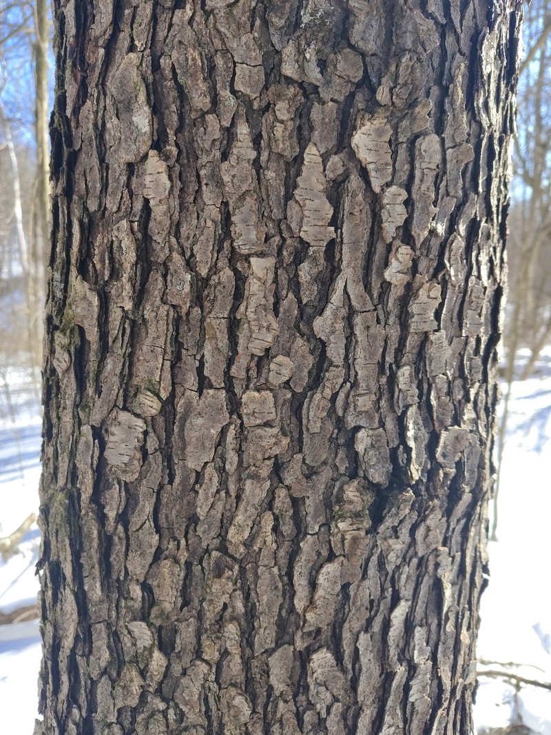 Prunus serotina var. serotina photo 2