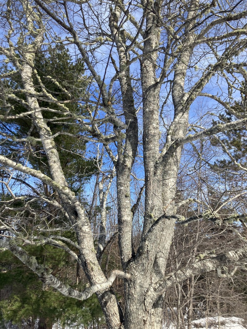Prunus serotina var. serotina photo 3