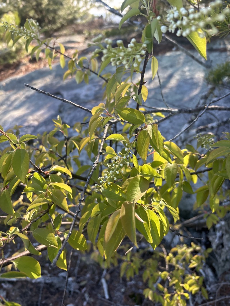 Prunus serotina var. serotina photo 4