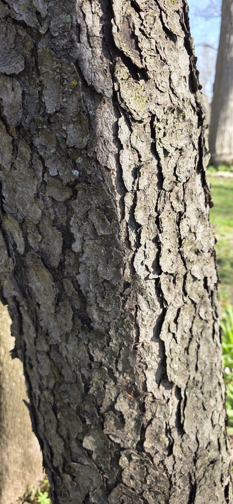 Prunus serotina var. serotina photo 6