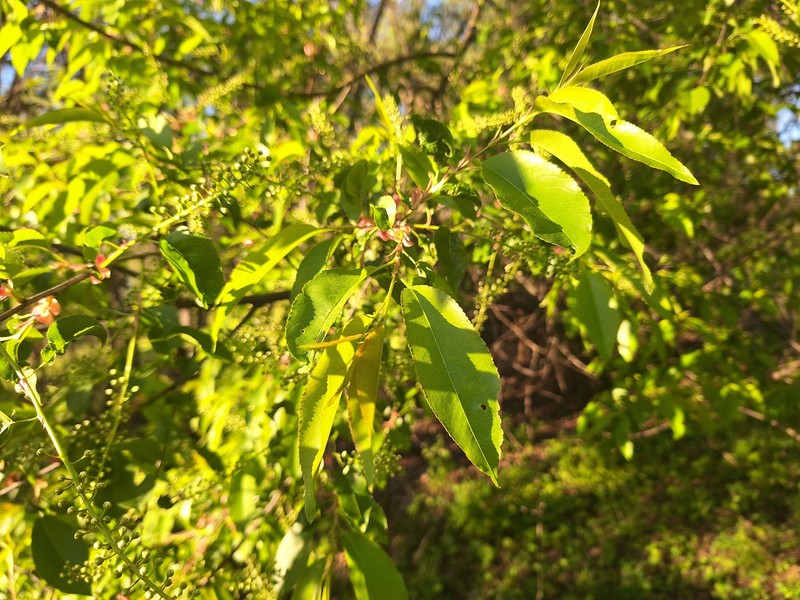 Prunus serotina var. serotina photo 7