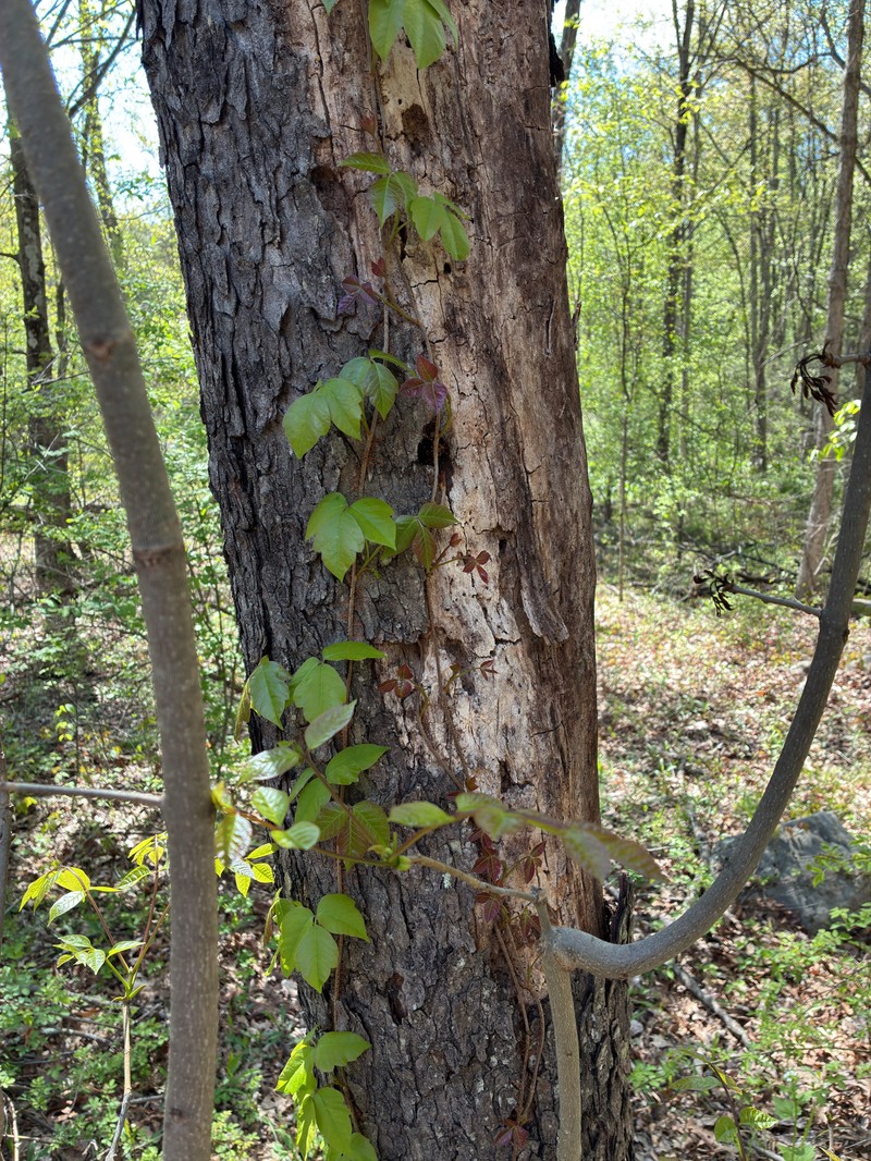 Prunus serotina var. serotina photo 8