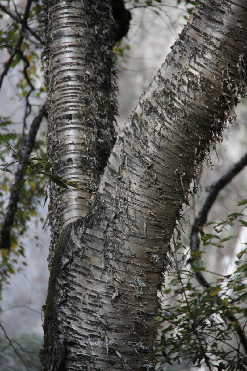 Prunus serrula