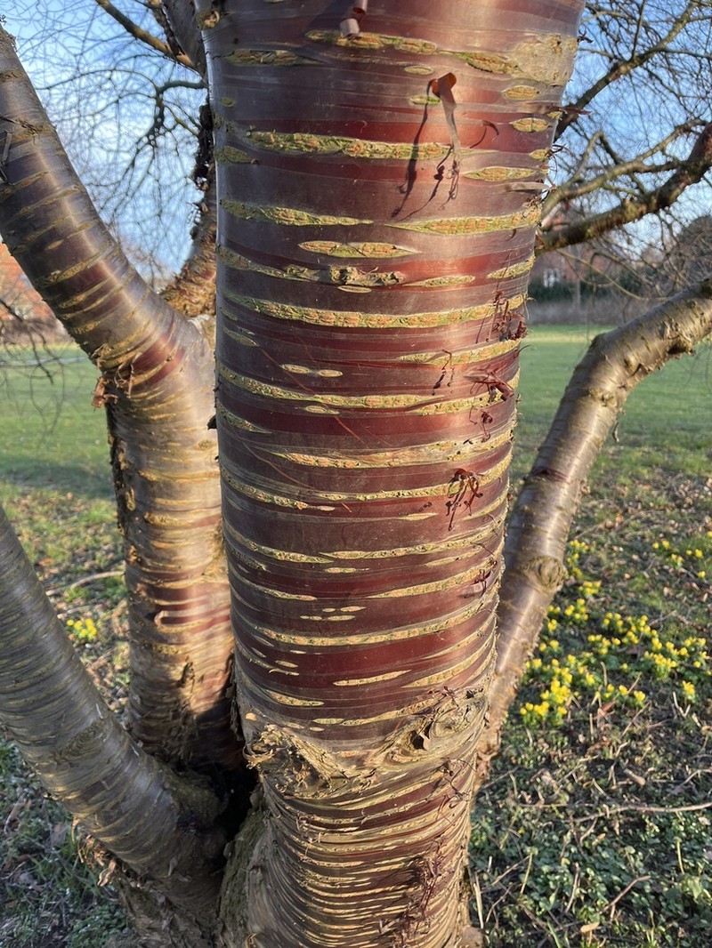 Prunus serrula photo 2