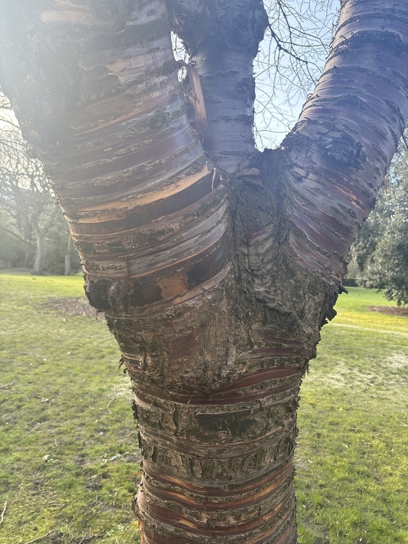 Prunus serrula photo 3