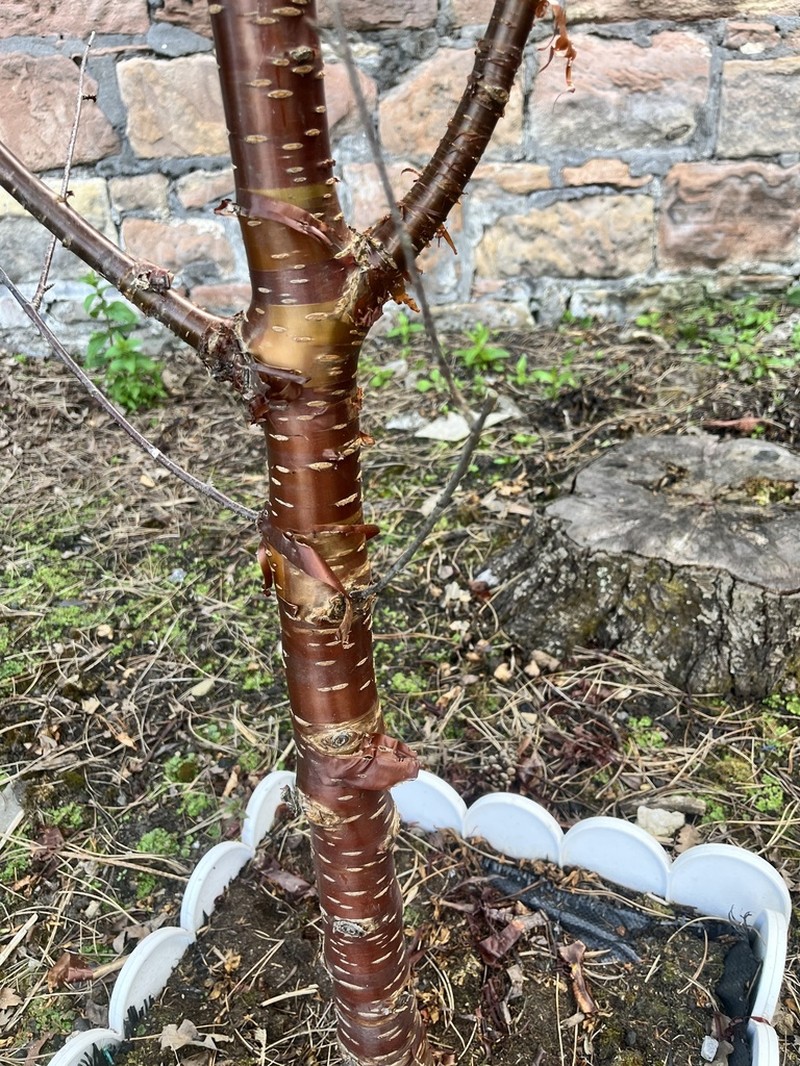 Prunus serrula photo 4