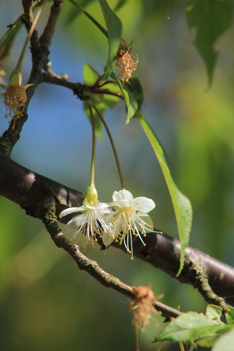 Prunus serrula photo 5