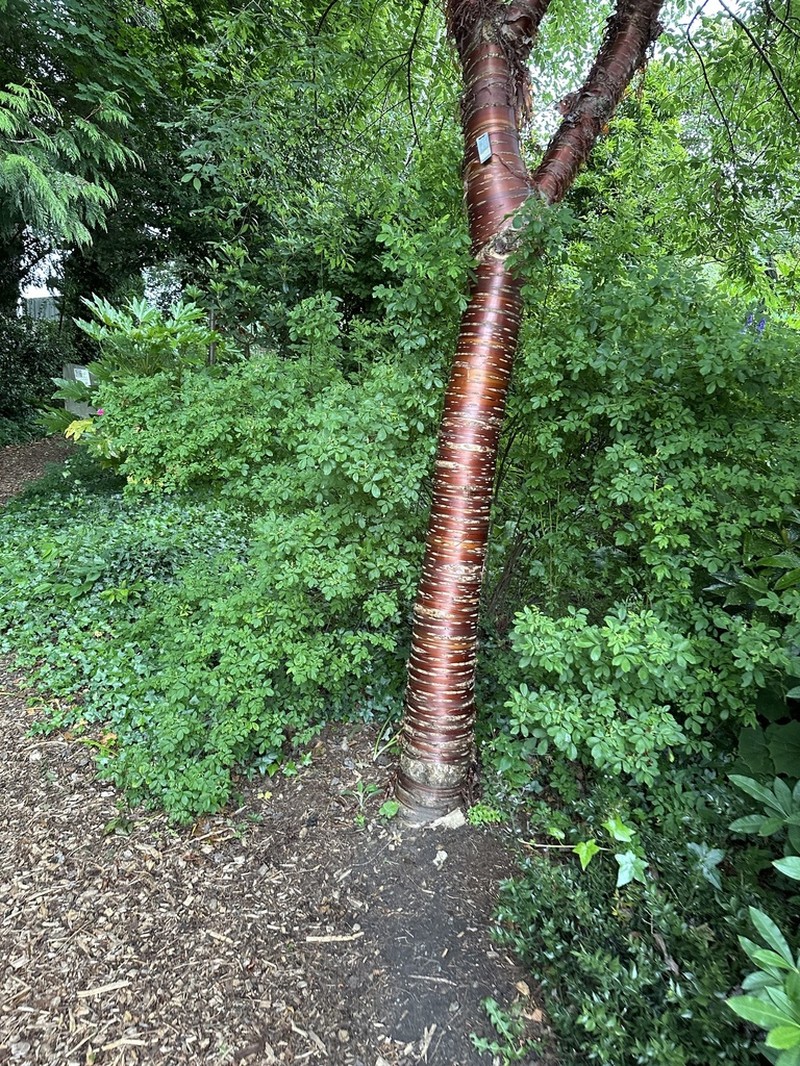 Prunus serrula photo 6
