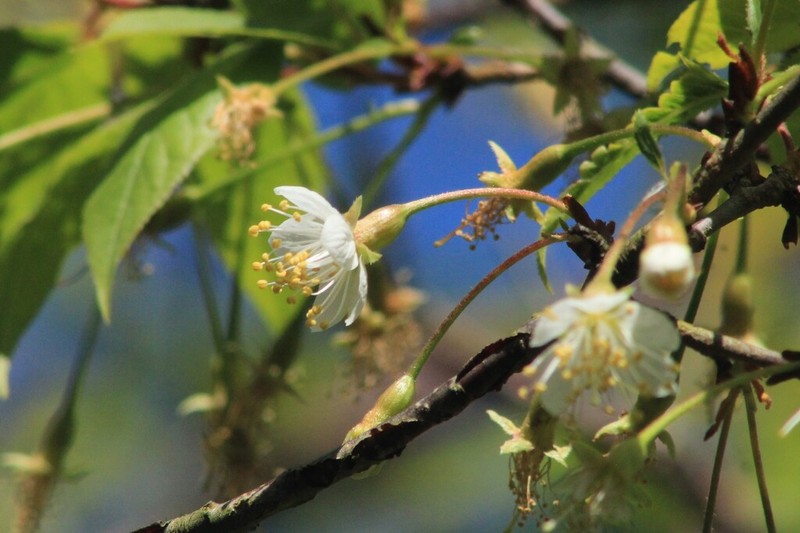 Prunus serrula photo 7