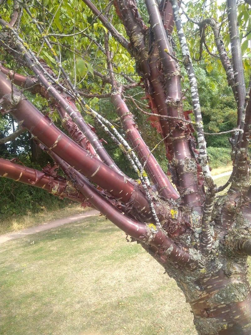 Prunus serrula photo 8