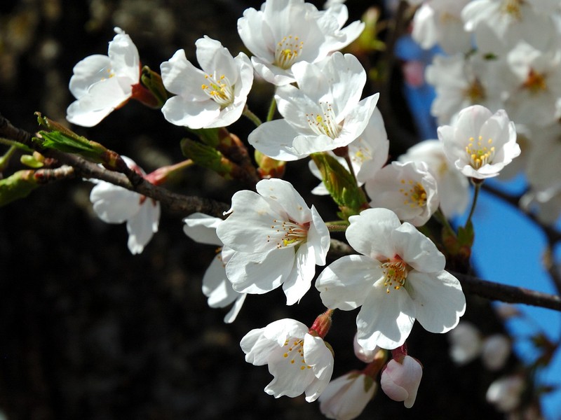 Japanese Flowering Cherry photo 2